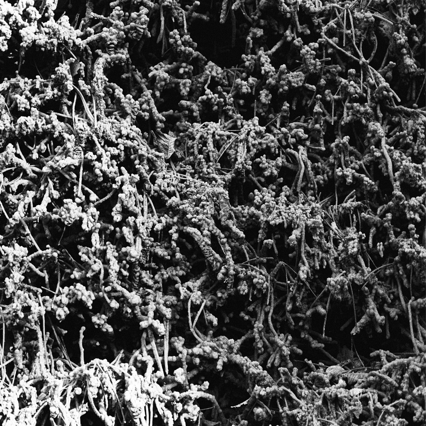 NECROPOLISSEBEHT - "Taurunovem - Th’Astraktyan Serfdome" CD